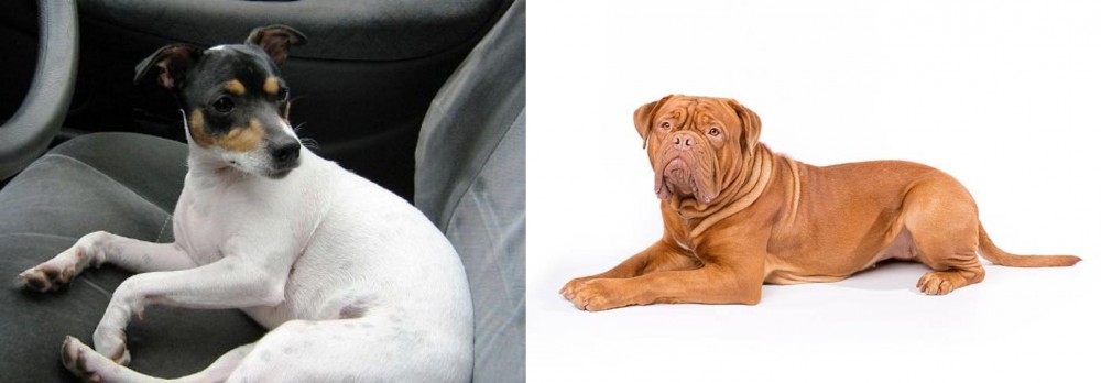 Dogue De Bordeaux vs Chilean Fox Terrier - Breed Comparison
