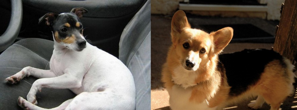 Dorgi vs Chilean Fox Terrier - Breed Comparison