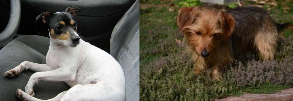 Dorkie vs Chilean Fox Terrier - Breed Comparison