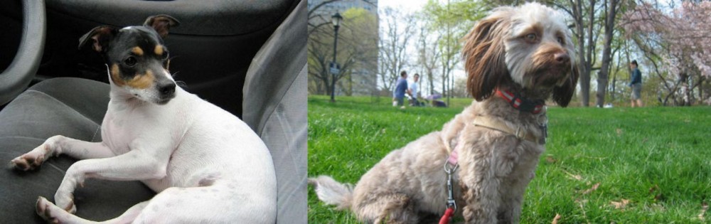 Doxiepoo vs Chilean Fox Terrier - Breed Comparison