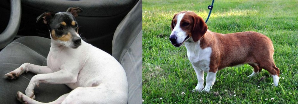 Drever vs Chilean Fox Terrier - Breed Comparison