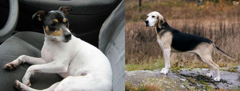 Dunker vs Chilean Fox Terrier - Breed Comparison