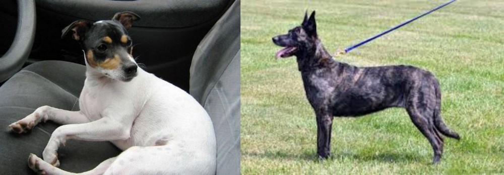 Dutch Shepherd vs Chilean Fox Terrier - Breed Comparison