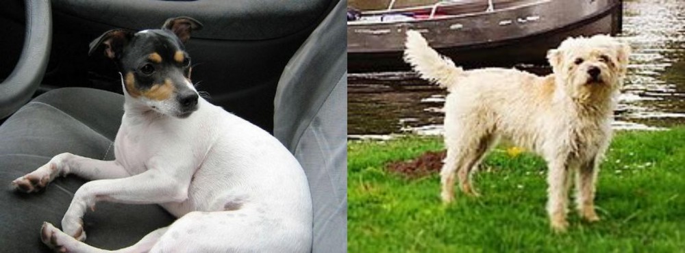 Dutch Smoushond vs Chilean Fox Terrier - Breed Comparison