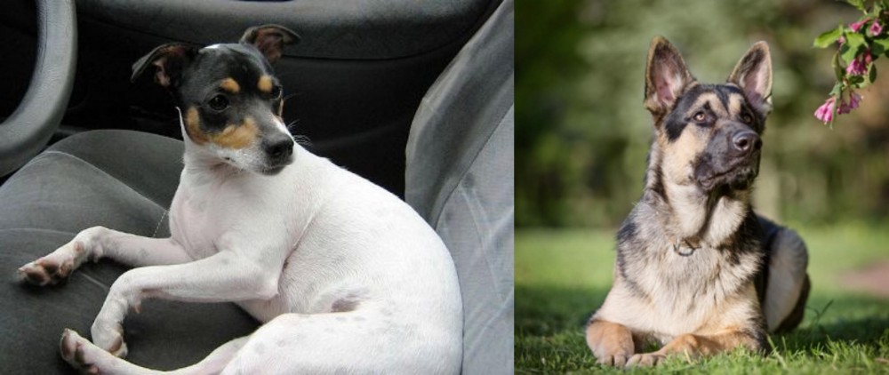 East European Shepherd vs Chilean Fox Terrier - Breed Comparison