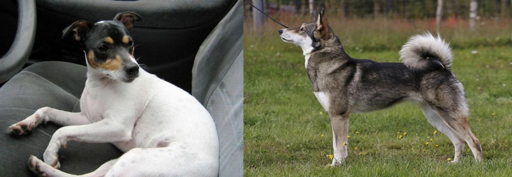 East Siberian Laika vs Chilean Fox Terrier - Breed Comparison