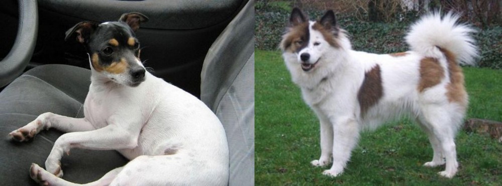 Elo vs Chilean Fox Terrier - Breed Comparison
