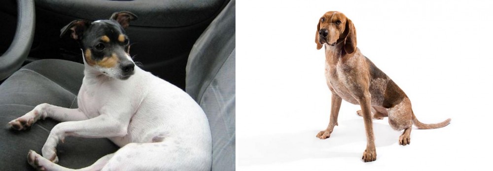 English Coonhound vs Chilean Fox Terrier - Breed Comparison