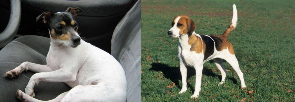 English Foxhound vs Chilean Fox Terrier - Breed Comparison