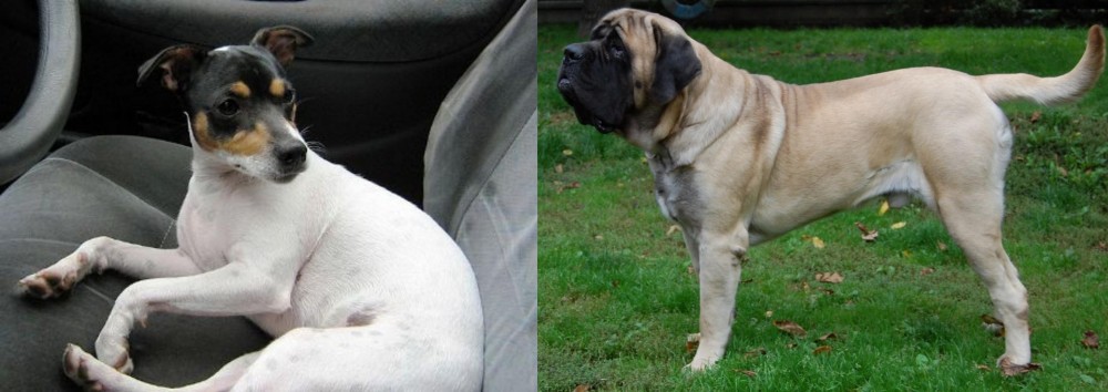 English Mastiff vs Chilean Fox Terrier - Breed Comparison