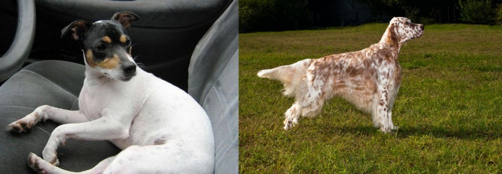 English Setter vs Chilean Fox Terrier - Breed Comparison