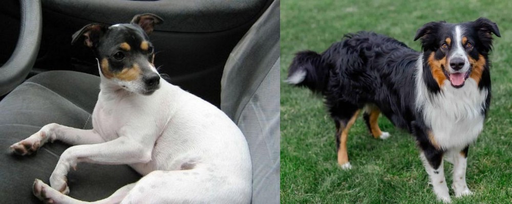 English Shepherd vs Chilean Fox Terrier - Breed Comparison