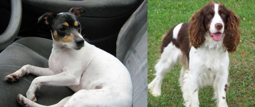 English Springer Spaniel vs Chilean Fox Terrier - Breed Comparison