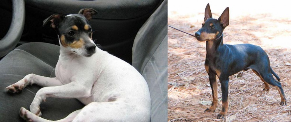 English Toy Terrier (Black & Tan) vs Chilean Fox Terrier - Breed Comparison