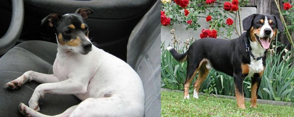 Entlebucher Mountain Dog vs Chilean Fox Terrier - Breed Comparison