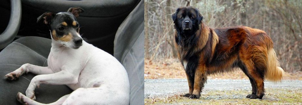 Estrela Mountain Dog vs Chilean Fox Terrier - Breed Comparison