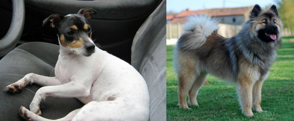 Eurasier vs Chilean Fox Terrier - Breed Comparison