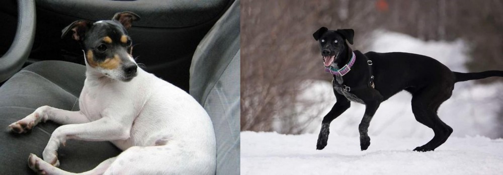 Eurohound vs Chilean Fox Terrier - Breed Comparison