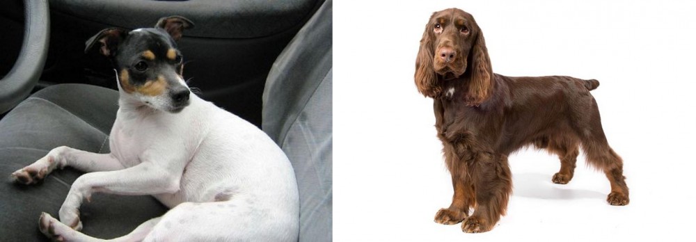 Field Spaniel vs Chilean Fox Terrier - Breed Comparison