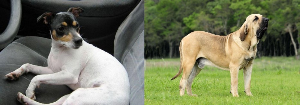 Fila Brasileiro vs Chilean Fox Terrier - Breed Comparison