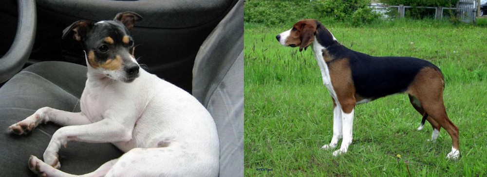 Finnish Hound vs Chilean Fox Terrier - Breed Comparison