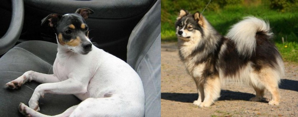 Finnish Lapphund vs Chilean Fox Terrier - Breed Comparison