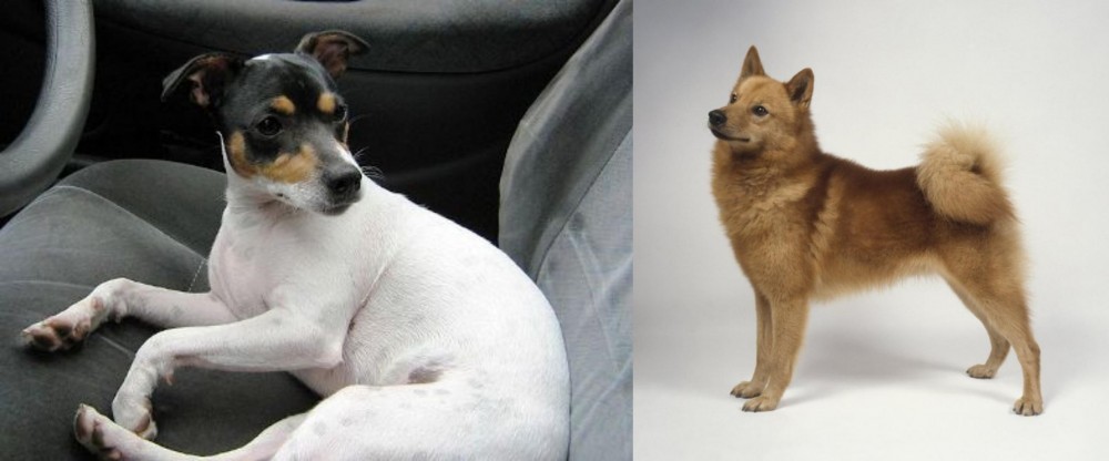 Finnish Spitz vs Chilean Fox Terrier - Breed Comparison