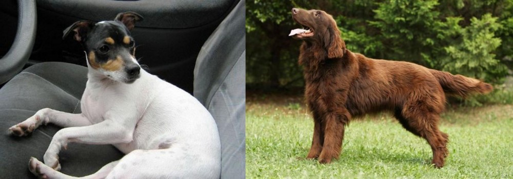 Flat-Coated Retriever vs Chilean Fox Terrier - Breed Comparison