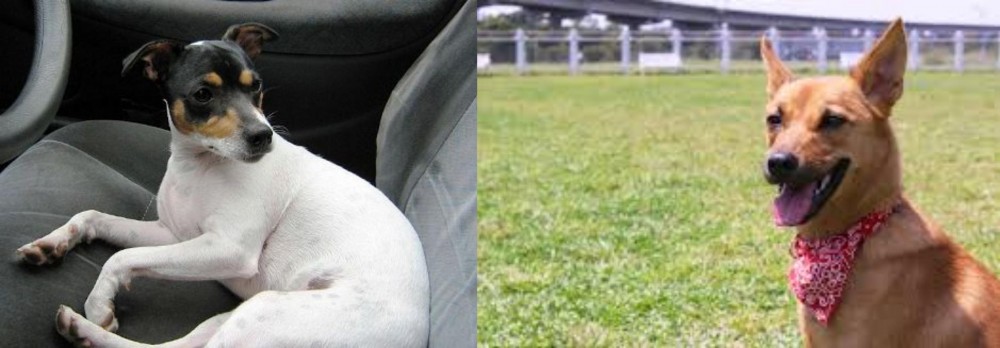 Formosan Mountain Dog vs Chilean Fox Terrier - Breed Comparison