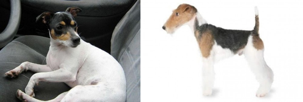 Fox Terrier vs Chilean Fox Terrier - Breed Comparison
