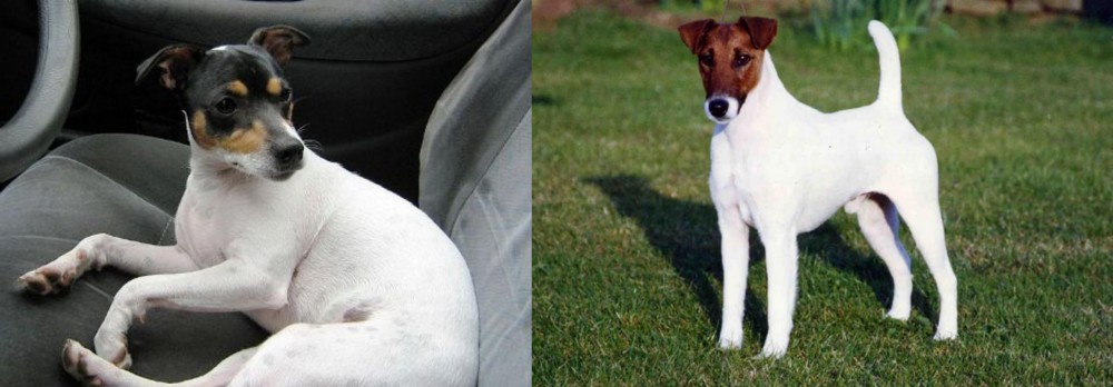 Fox Terrier (Smooth) vs Chilean Fox Terrier - Breed Comparison