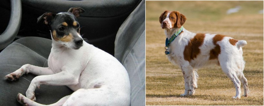 French Brittany vs Chilean Fox Terrier - Breed Comparison