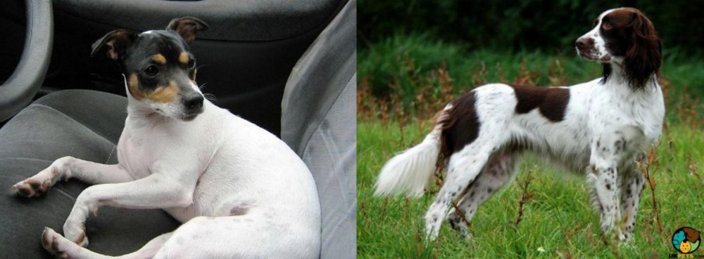 French Spaniel vs Chilean Fox Terrier - Breed Comparison
