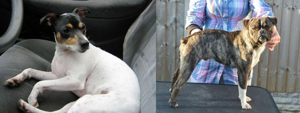 Fruggle vs Chilean Fox Terrier - Breed Comparison