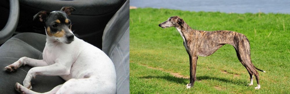 Galgo Espanol vs Chilean Fox Terrier - Breed Comparison