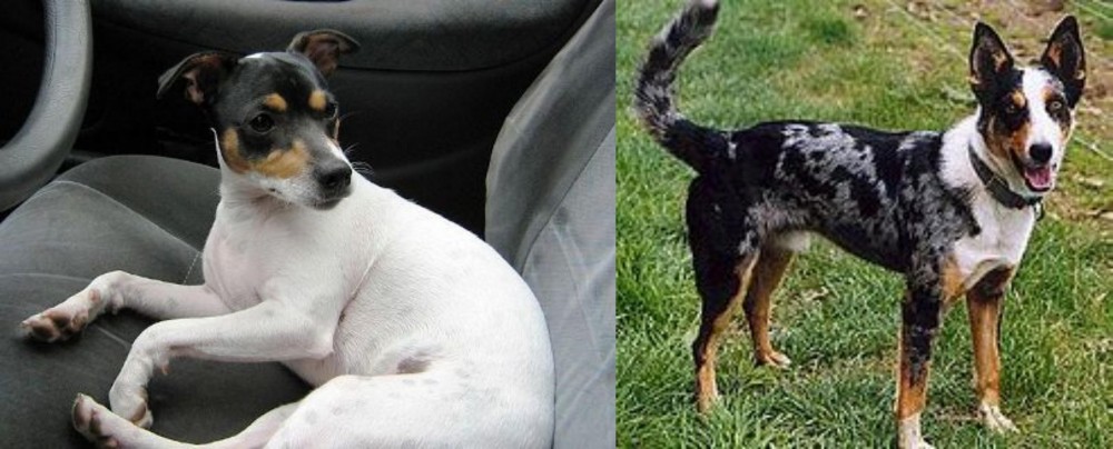 German Coolie vs Chilean Fox Terrier - Breed Comparison