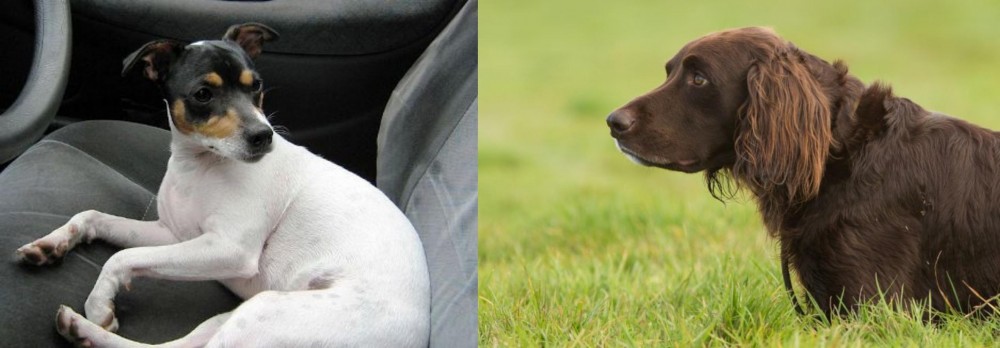 German Longhaired Pointer vs Chilean Fox Terrier - Breed Comparison