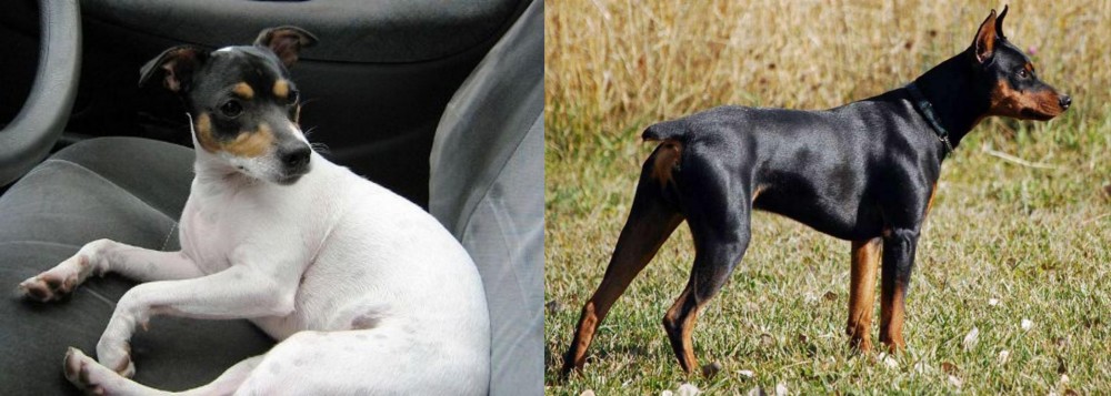 German Pinscher vs Chilean Fox Terrier - Breed Comparison