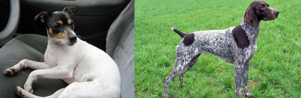 German Shorthaired Pointer vs Chilean Fox Terrier - Breed Comparison