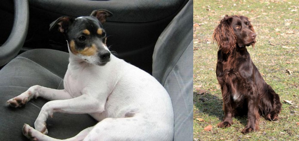 German Spaniel vs Chilean Fox Terrier - Breed Comparison