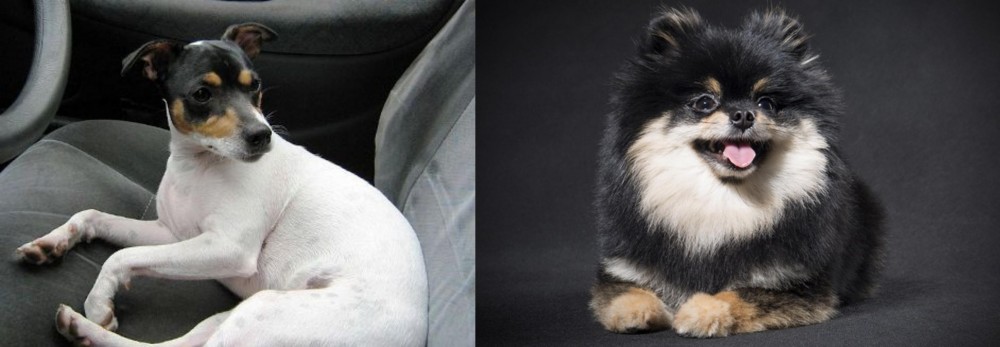 German Spitz (Klein) vs Chilean Fox Terrier - Breed Comparison