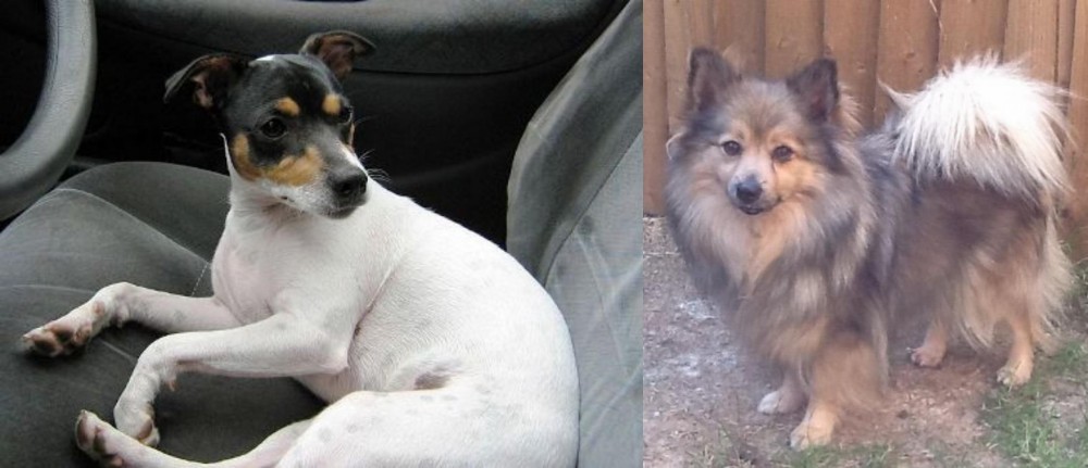 German Spitz (Mittel) vs Chilean Fox Terrier - Breed Comparison