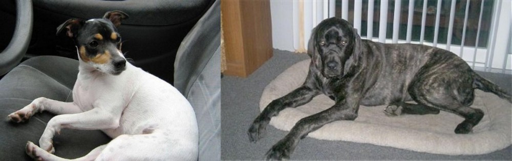 Giant Maso Mastiff vs Chilean Fox Terrier - Breed Comparison