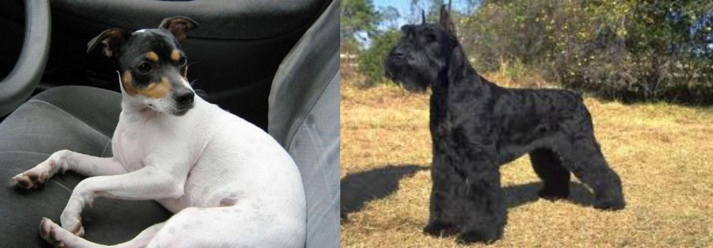 Giant Schnauzer vs Chilean Fox Terrier - Breed Comparison