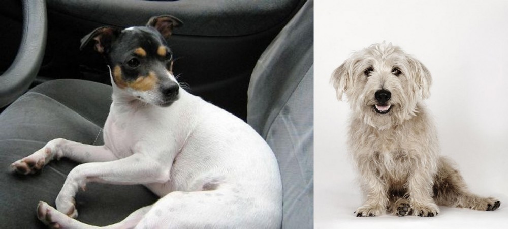 Glen of Imaal Terrier vs Chilean Fox Terrier - Breed Comparison