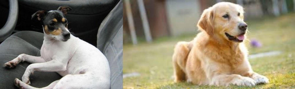 Goldador vs Chilean Fox Terrier - Breed Comparison