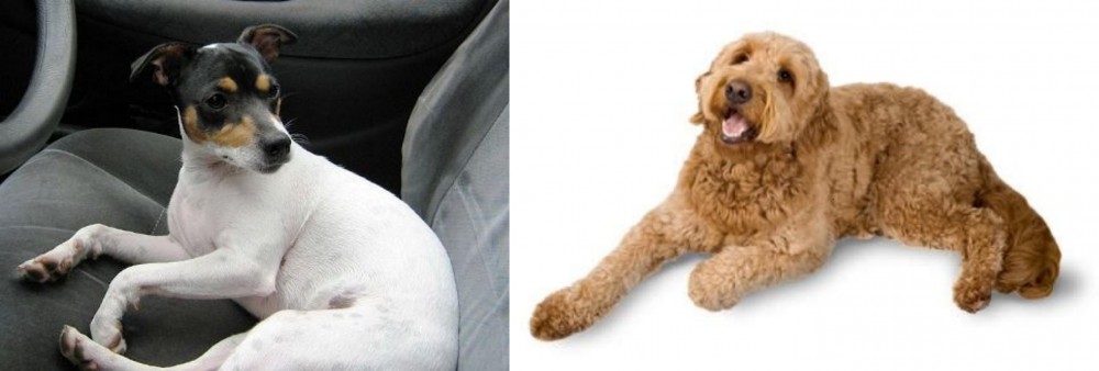Golden Doodle vs Chilean Fox Terrier - Breed Comparison