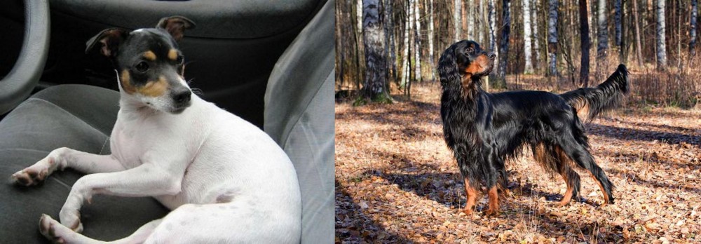 Gordon Setter vs Chilean Fox Terrier - Breed Comparison
