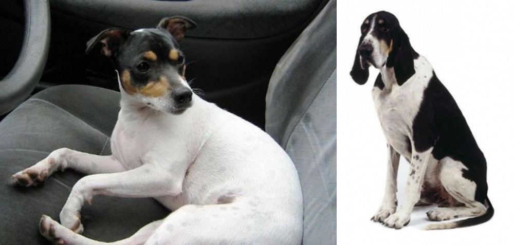 Grand Anglo-Francais Blanc et Noir vs Chilean Fox Terrier - Breed Comparison