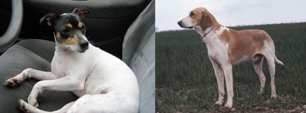 Grand Anglo-Francais Blanc et Orange vs Chilean Fox Terrier - Breed Comparison